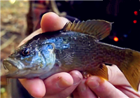 《釣友原創視頻》 野外作釣 火腿腸做餌中魚快
