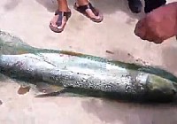 《釣友原創釣魚視頻》水庫釣獲53斤重鳡魚