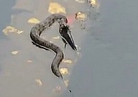 《釣友原創釣魚視頻》蛇在水中吞食活魚