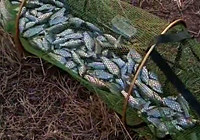 《釣友原創釣魚視頻》 冬天野釣鯽魚大爆連