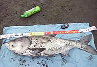 《釣友原創釣魚視頻》 海竿斬獲30斤重大鰱鳙魚