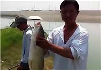 《釣友原創釣魚視頻》 水庫擒獲大草魚