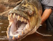 《釣友原創釣魚視頻》剛果河流域釣獲90斤重巨型食人魚