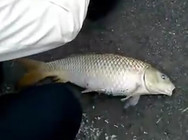 《釣友原創釣魚視頻》 錢塘江釣獲大鯉魚