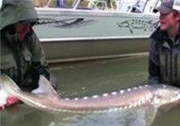 《釣友原創釣魚視頻》 男子河流野釣收獲巨型鱘魚