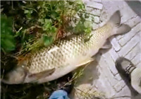 《釣友原創釣魚視頻》 男子手竿野釣釣獲20斤大草魚
