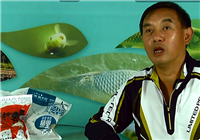 《釣友原創視頻》漆有光講解黑坑散炮餌釣鯉魚的技巧