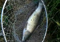 《釣友原創釣魚視頻》12米長竿遛大草魚