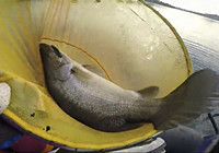 《釣友原創釣魚視頻》 河流作釣擒獲10斤重金目鱸魚