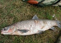 《釣友原創釣魚視頻》3.6米釣竿力擒22斤大青魚