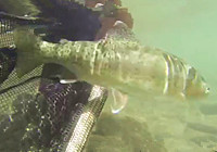 《釣友原創釣魚視頻》 帶你感受一下國外飛繩釣
