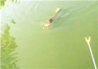 《釣友原創視頻》 釣友河邊釣獲大鯰魚