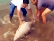 《釣友原創釣魚視頻》 自然水域擒獲巨型青魚