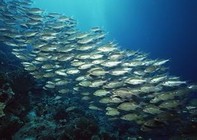 《釣友原創釣魚視頻》釣魚愛好者看到都要瘋的節奏