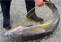 《釣友原創釣魚視頻》 江河釣魚收獲20多斤大青