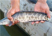 《釣友原創釣魚視頻》 水庫拋竿釣獲大黑魚