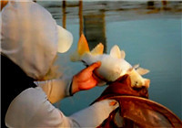 《釣友原創釣魚視頻》 5.4米釣竿金秋擒獲大鯉魚