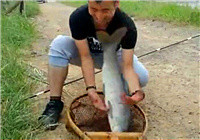 《釣友原創釣魚視頻》黑坑手竿怒擒大青魚