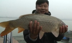 《釣友原創釣魚視頻》武漢天元冬季荊門漢江釣獲大鯉魚