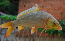 《釣友原創釣魚視頻》春季野河垂釣大鯉魚