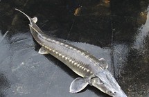 《釣友原創釣魚視頻》釣獲巨物中華鱘