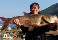 《釣友原創釣魚視頻》自然水域釣獲大鰱鳙