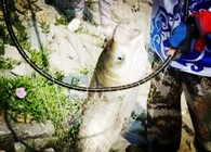 遼寧眾信 小伙水庫野釣釣到一條30斤巨鰱