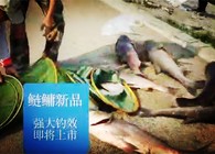 遼寧眾信 水庫釣上10斤多的魚竟然是最小的
