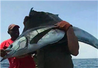 《海釣視頻》 男子手把線海釣連獲大旗魚