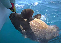 《海釣視頻》 深刻體驗海釣巨物的魅力