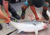 《海釣視頻》 海釣爆竿依舊擒獲巨物