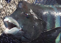 《海釣視頻》 磯釣斬獲神奇的海洋怪魚