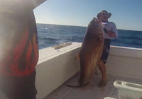《海釣視頻》 男子海釣釣獲49kg紅甘魚