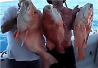 《海釣視頻》 外國釣友路亞海釣連竿上魚