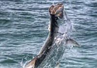 《海釣視頻》 海釣擒獲超級海鰱，超爽！