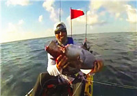 《海釣視頻》 男子海釣金槍魚遭鯊魚截食