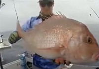 《海釣視頻》 男子路亞海釣收獲頗豐