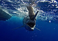 《海釣視頻》實拍海釣大馬林魚高清視頻