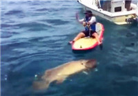 《海釣視頻》 男子劃獨木舟海釣擒獲巨型石斑魚