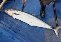 《海釣視頻》 男子出海作釣擒獲大馬鮫魚