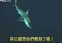《海釣視頻》第6集 臺灣海釣教學視頻