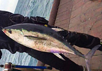 《海釣視頻》 男子海面釣獲藍鰭金槍魚