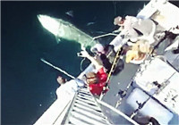 《海釣視頻》 美國釣友海釣收獲巨型金槍魚