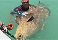 《海釣視頻》 男子海釣擒獲巨型龍躉魚