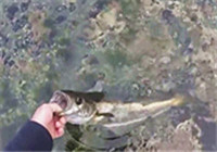《海釣視頻》 男子陡峭礁石磯釣鱈魚