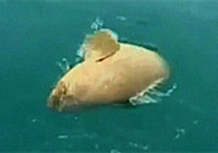 《海釣視頻》 深水海釣擒獲龍躉魚