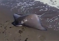 《海釣視頻》 帥小伙海釣力擒大鰩魚