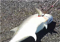 《海釣視頻》 男子夏季海灘作釣收獲牛港鲹