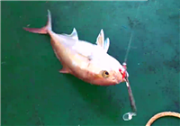 《海釣視頻》 釣友路亞海釣頻頻上魚