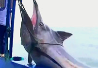 《海釣視頻》 男子船釣釣到600斤超大劍魚